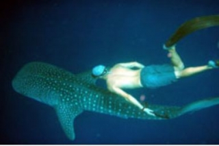 Snorkel con tiburon ballena